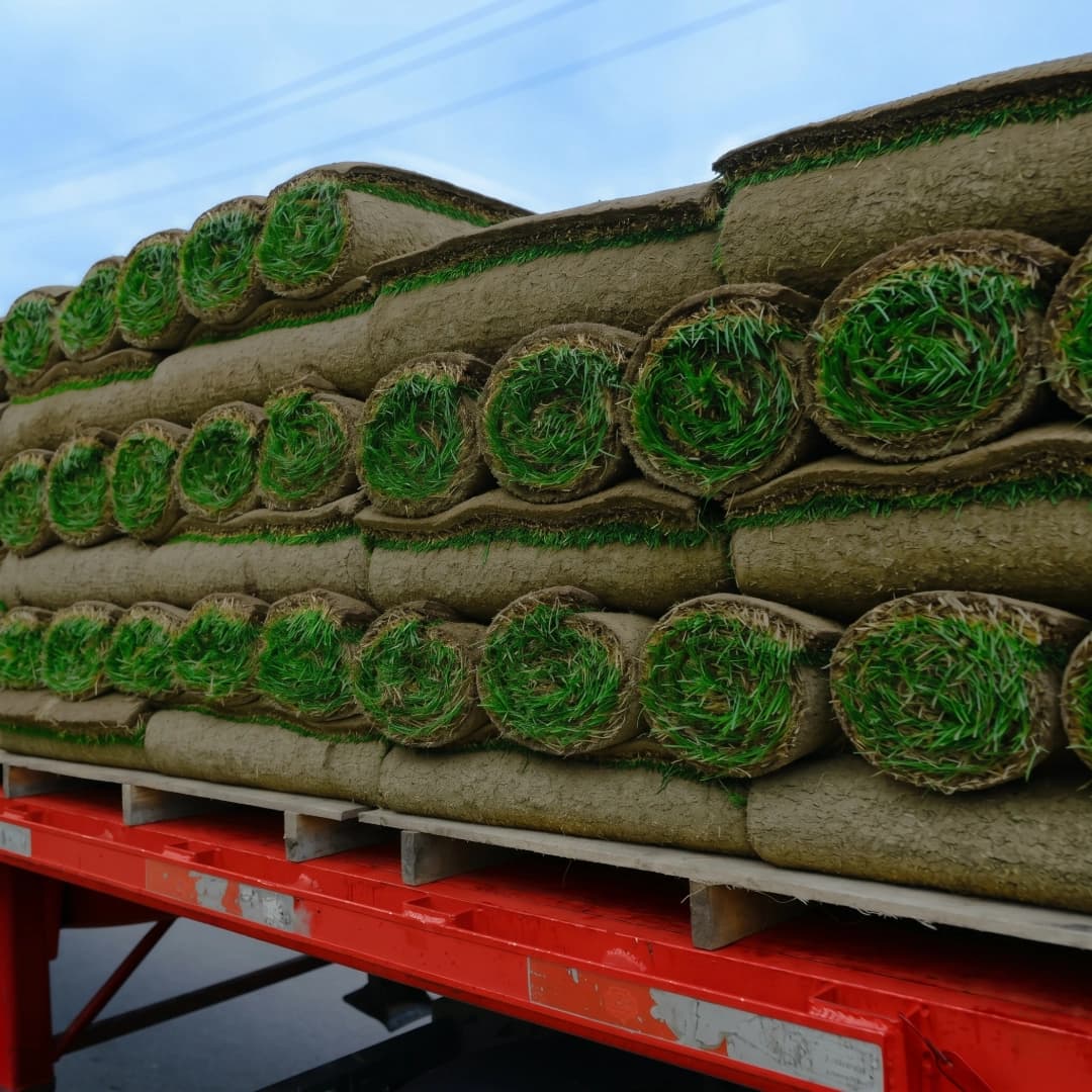 Instant Lawn — Premium Kentucky Bluegrass