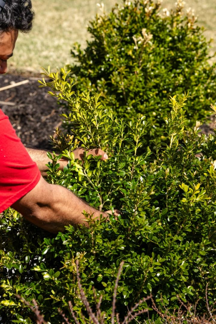 Transplanting